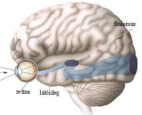 agy látóterülete
